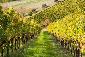 Vineyards and winery in a valley, farming and wine pruduction