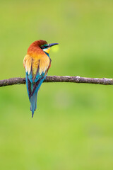 Bee-eaters flying in spring, green and defocused background
