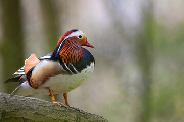 Eine Mandarinente bei der Gefiederpflege