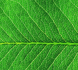 Leaf texture pattern for spring background.