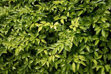 Obraz premium Leaves As herbs In the village