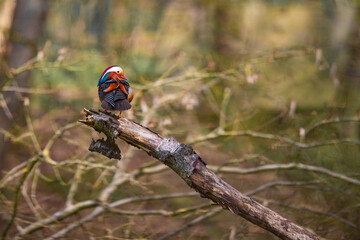 Eine Mandarinente sitzt auf einem Baumstamm im Wald