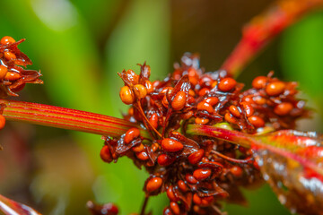 Close-up of the buds of a red plant. Macro shot of the bush spirea pemphigus in soft focus. - obrazy, fototapety, plakaty