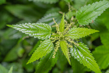 Close-up of a young nettle bush with green leaves.