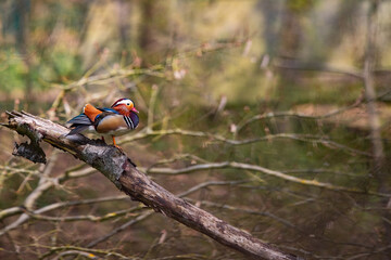 Eine Mandarinente sitzt auf einem Baumstamm im Wald