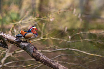 Eine Mandarinente sitzt auf einem Baumstamm im Wald