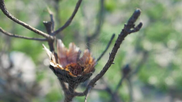 Spiderweb in dead protea bush, swaying in breeze
