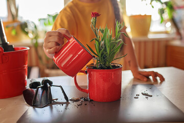 Preteen girl helping to care for home plants and replanting green blooming flowers into red mug,...
