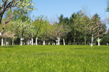 Fototapeta na wymiar Picturesque view of beautiful park with fresh green grass and trees