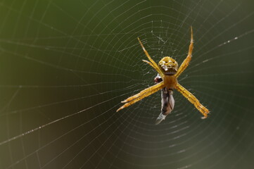 spider on the web