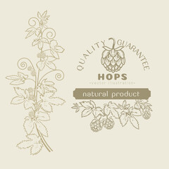 Cones and foliage of hops. Vintage hop plant background with frame and label