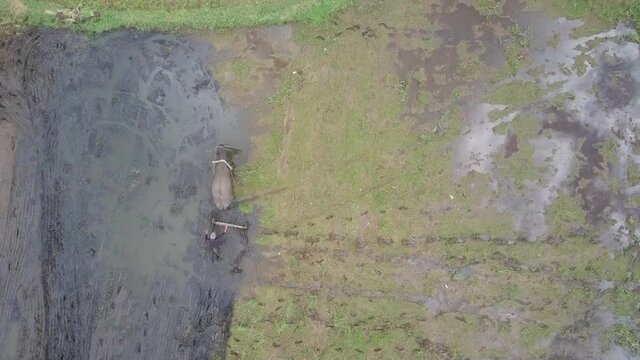 Aerial Lockdown Farmer Plowing With Bull In Farm, Drone Flying Over Wet Landscape - Zambales, Philippines 