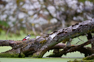 Ein Buntspecht auf Futtersuche an einem Birkenstamm