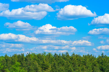 Tranquil landscape with treetops and blue sky with clouds. Coniferous forest. Background with empty place for text. Template for a conservation slide, cover or website.