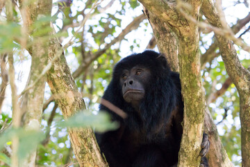 black howler monkey looking side.