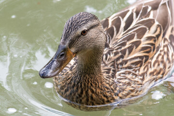 Ente im Wasser - weibchen