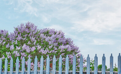 Fototapeta premium Blooming lilac bush