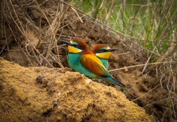 A pair of European bee-eater or Merops apiaster birds sit on the side of a ravine