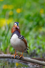 Ein Mandarinentenerpel sitzt auf einem Zweig