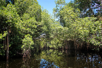 The broad river close to Black River in Jamaica, exotic landscape in the mangroves