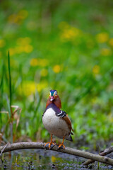 Ein Mandarinentenerpel sitzt auf einem Zweig