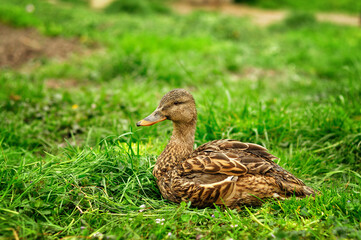 Wild duck on grass.