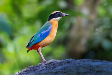 Colorful Blue-winged pitta (Pitta moluccensis) standing on a rock