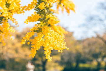 ミモザ　晴れ