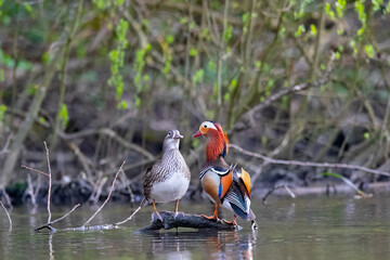 Ein Mandarinentenpaar sitzt auf einen Ast