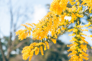 ミモザ　花　晴れ