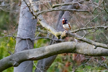 Eine Mandarinente sitzt im Baum