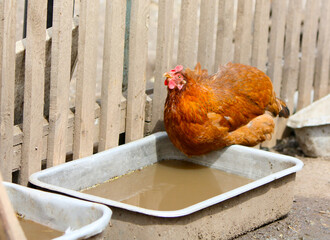 A brown chicken sits on the edge of a trough in the village yard. Farm, poultry yard. Poultry came to the watering hole in a free-range on the street, in the open air. A copy of the space. Close-up. 