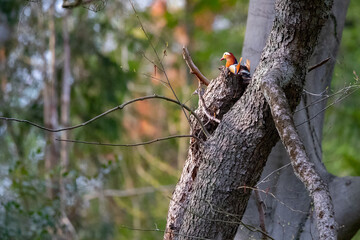 Ein Mandarinentenpaar sitzt in einem Baum