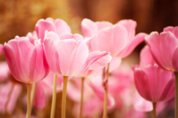 Pink tulips in the garden