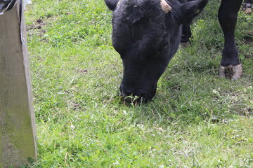 bull grazing in a pasture