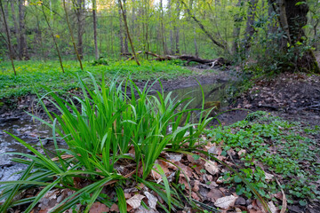Ein Grasbüschel im Wald