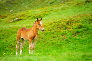 Naklejka na ściany i meble Blue eyes foal in the Carpathian mountains mountains. Rare animal in Romania.