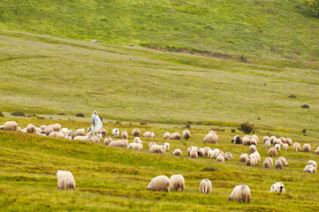 Fototapeta premium Lonely shepherd with sheep in high mountains.