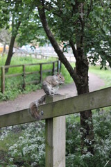 squirrel at the park