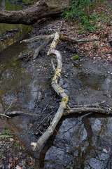 Totholz liegt über einen Bachlauf