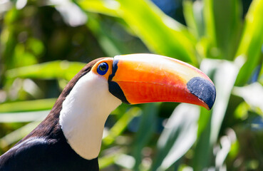 toucan stump. Tucano Toco on natural background