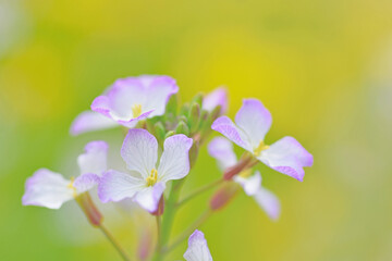 筑後川の菜の花