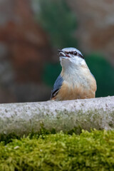 Ein Kleiber an der Futterstelle