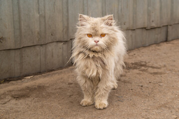 White dirty persian homeless cat that needs help
