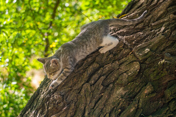 A kitten pulls its claws against a tree on a sunny day in green leaves, starts up