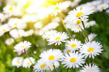 Green field with blooming wild daisy flowers in summer