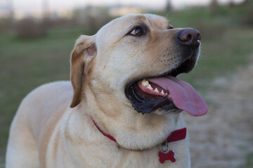 Man's Best Friend. A Beige Labrador