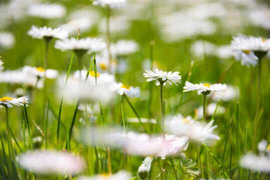 Green field with blooming wild daisy flowers in summer