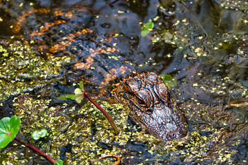 A small alligator in a swamp.