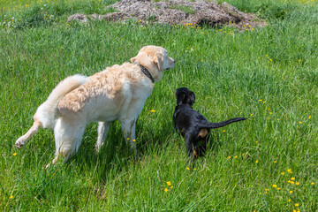 young puppy and older dog